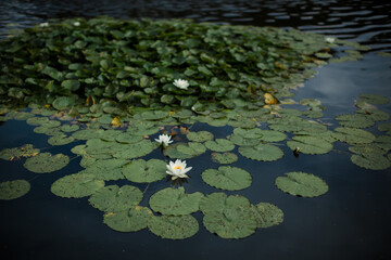 water lilies in the pond