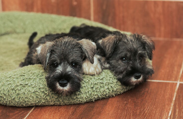 Closeup portrait of two cute schnauzer puppies friends lying, relaxing in dog bed. Pets resting, sleeping together.