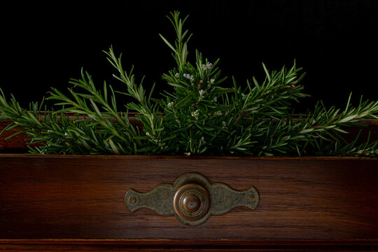 Fresh rosemary from the garden