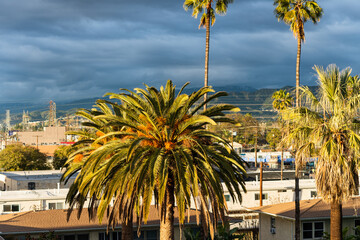 sunset on palm trees and omountains in North Hollywood