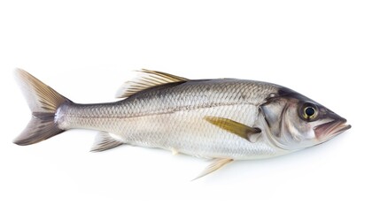 Fototapeta premium fish isolated on white