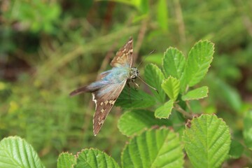 Tropical long-tailed skipper butterfly on green plant in Florida nature