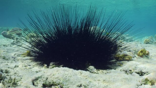 Group of black Seaurchin at sea bottom in sunburst, Slow motion. Conglomerate of Black Long Spine Urchin or Long-spined sea urchin (Diadema setosum) on seabed in shallow water on daytime in sunbeams