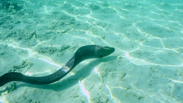 Giant moray eel (Gymnothorax javanicus) swims above sandy bottom on shallow water on sunny day in bright sunrays, Follow shot, Slow motion