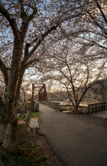 Fototapeta premium Old steel girder bridge carrying walking and cycling trail in Morgantown WV over Deckers Creek with cherry blossoms blooming in the spring