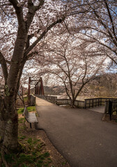 Old steel girder bridge carrying walking and cycling trail in Morgantown WV over Deckers Creek with cherry blossoms blooming in the spring