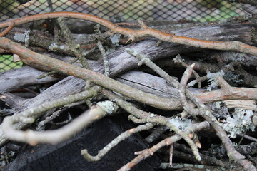kindling