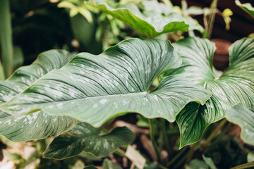 Tropical rainforest foliage plants bushes in garden. Close-up of lush green tropical vegetation...