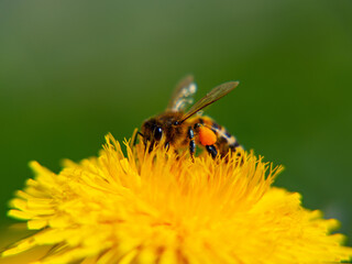 bee on yellow flower