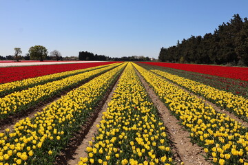Fototapeta premium Tulipes, France