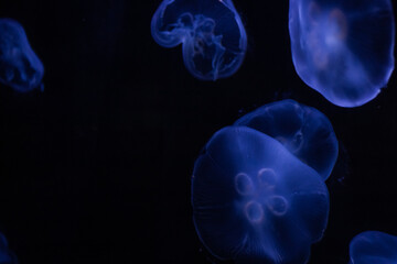 Crystal Jellyfish, Translucent Blue-Purple Jelly Fish, with dark black background, Aquarium, Sea life, Zoology, Oceanography, Copy space