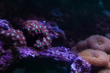 Pink and Green Blastomussa Merletti Coral, Bioluminescent Pineapple Coral, Great Barrier Reef, Copy Space © Shawn C. Neill