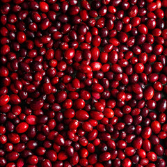 Cranberries and cranberry sauce