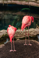 Pink Flamingo enclosure with wading pool, Flamingo adults and baby flamingos, Bird habitat, Zoology, Aquarium, Copy Space