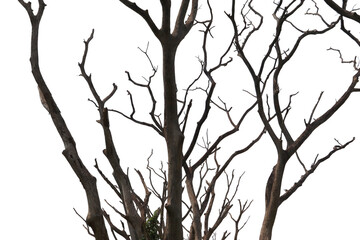 Dry tree branch. Part of single tree on white background.