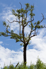 trees green branches against the sky