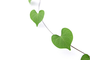 Heart shape green leaf tropical jungle vine isolated on white background.