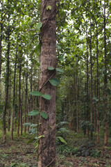 The creeping tree that grows to the big tree