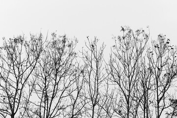 Fototapeta na wymiar Branch of tree silhouette on white background
