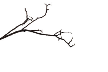 Fototapeta na wymiar Dry branch of dead tree with cracked dark bark.