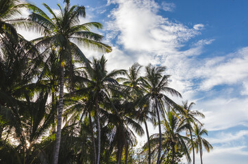 Fototapeta na wymiar Coconut palm trees, beautiful tropical background