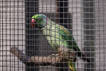 Green parrot in a closed cage