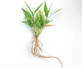 weed grass roots on a white background