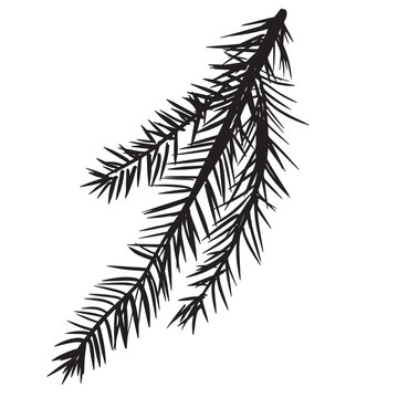 Doodle single twig branch element. Christmas tree, pine, fir, needles. Black, white. Vector illustration. Outline hand drawn sketch on white background. Design element for natural and organic designs.