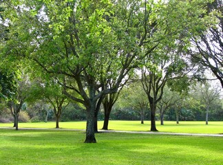 Fototapeta na wymiar Trees and walking path in a park