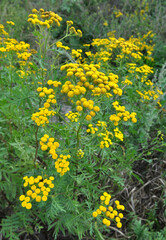 Tansy ordinary (Tanacetum vulgare) blooms in the wild
