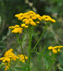 Fototapeta premium Tansy ordinary (Tanacetum vulgare) blooms in the wild