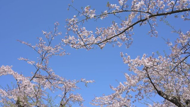  [ zoom in ]満開の桜「花盛り」,満開になって散る桜「零れ桜」(Shooting in 8K and converting to 4K, HD)