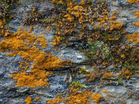 Common yellow mustard algae growing on rocky wall, Devon, England. Trentepohlia aurea.