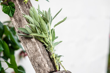 Lemon balm, Melissa officinalis, balm, common balm, or balm mint. Salvia officinalis, common sage, just sage, Mentha suaveolens, apple mint, pineapple mint, woolly mint