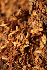 Rolling dried tobacco leafs close up background big size high quality stock photos smoking addict self made cigarettes and joint