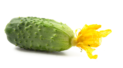Cucumber with yellow flower on a white background
