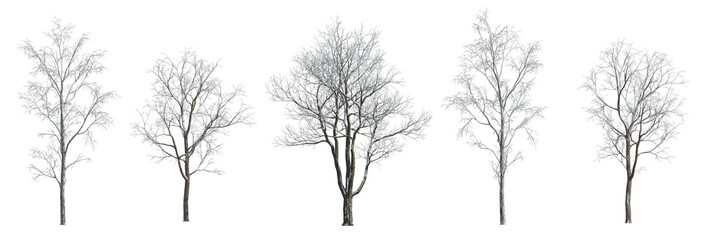 Set of 5 winter various snowed trees isolated png on a transparent background perfectly cutout  - obrazy, fototapety, plakaty