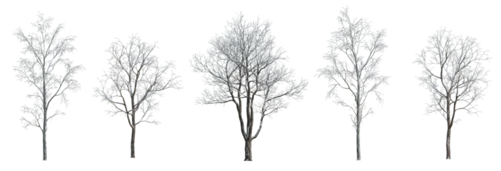 Abwaschbare Fototapete Set of 5 winter various snowed trees isolated png on a transparent background perfectly cutout  © Roman
