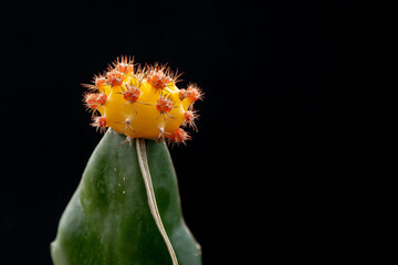 Injerto en cactus amarillo con flor naranja