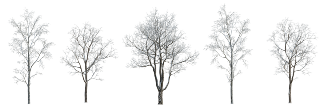 Winter various snowed trees isolated png on a transparent background premium cutout 