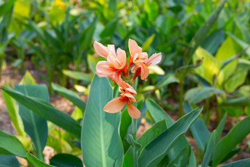 Fototapeta premium Beautiful canna flower with green leaves in the garden