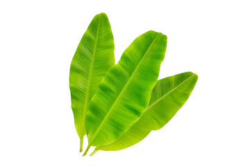 Fresh banana leaves on white background.