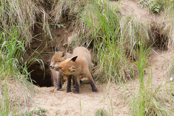 Fuchswelpen am Fuchsbau