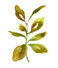 Natural element - leaves, branches, herbs hand-drawn in watercolor. Illustration isolated on white background.
