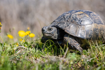Close-up portrait of a Turtle or Testudines walking on the grass with yellow flowers, spring vibes