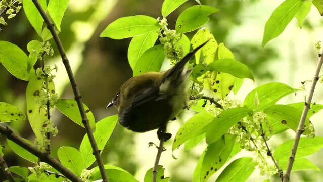 New Zealand bellbird also known as Korimako or Makomako, Endemic New Zealand bird