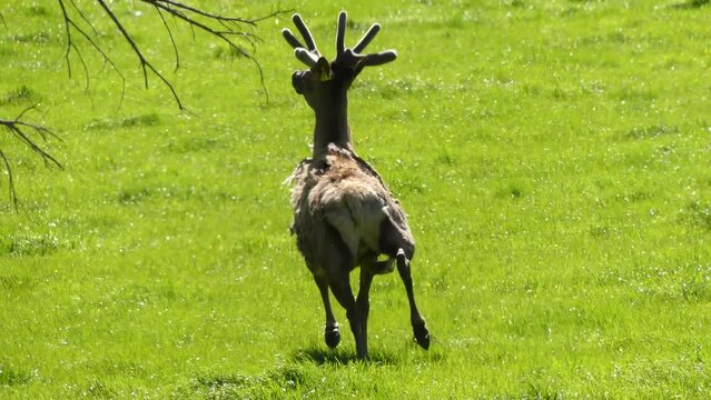 Male deer with big antlers looking at the camera. 4k footage