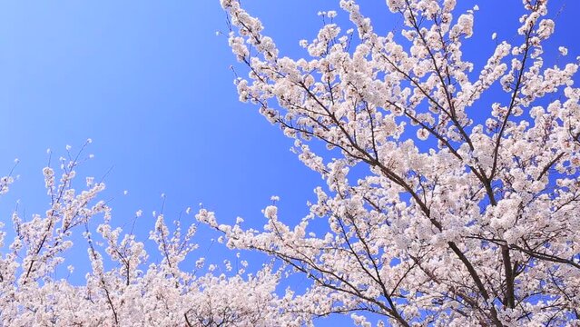 pink cherry blossom and blue sky
