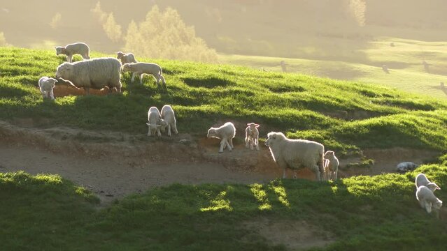 Group oh sheep and lambs in amazing golden hour. Farmland in New Zealand