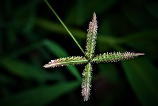 Dactyloctenium Aegyptium, Egyptian Crowfoot Grass